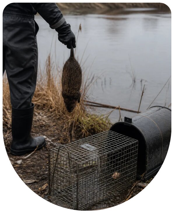 Профессиональное уничтожение ондатр в Бийске с гарантией результата